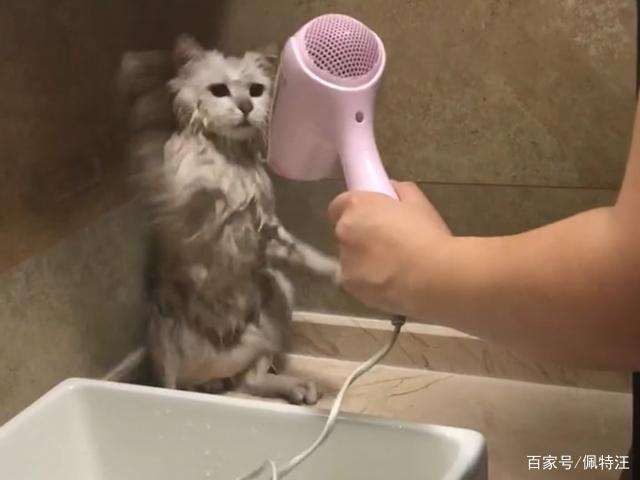 猫咪洗澡后怎么吹干,猫咪洗澡后怎么吹干毛,猫洗完澡怎么快速吹干？