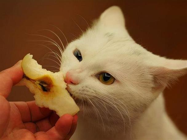 猫咪吃什么补充营养,猫咪吃什么补充营养快,猫咪产后怎么补充营养，猫咪缺乏营养吃什么补？