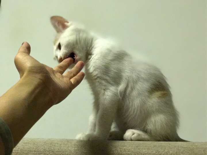 猫咪为什么爱咬人,猫咪为什么爱咬人的手和脚,猫咪为什么总爱用牙齿轻轻的咬人？