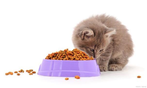 猫咪怎么换猫粮,猫咪怎么换猫粮过渡,猫咪换猫粮怎么过渡？