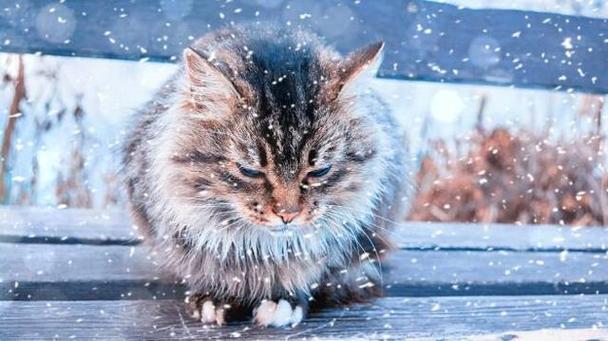 猫咪冷怎么办,猫咪冷怎么办?,猫咪怕冷一般在几度？