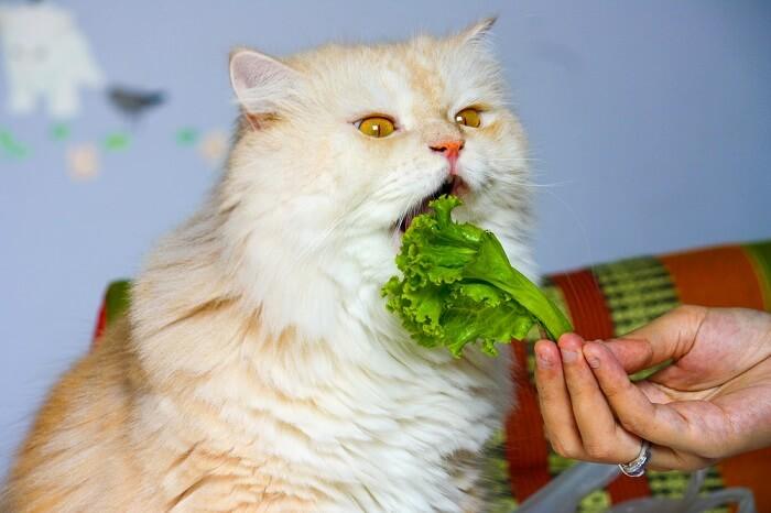 猫咪喜欢吃什么蔬菜,猫咪喜欢吃什么蔬菜水果,猫吃什么蔬菜补充维生素？