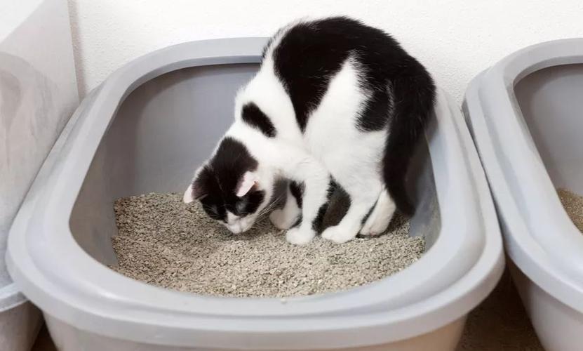 猫咪为什么会用猫砂,猫咪为什么会用猫砂盆,流浪猫为什么会用猫砂？