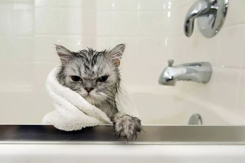 给猫咪洗澡要注意什么,在家给猫咪洗澡要注意什么,给猫洗澡需要注意什么？