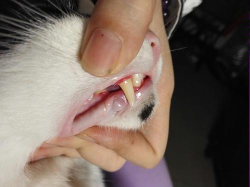 猫咪牙龈出血怎么办,猫咪牙龈出血怎么办?,我家猫猫的牙龈红肿出血了怎么办？求大神帮助？