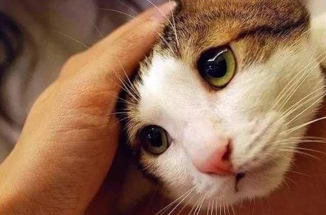 猫咪不让摸怎么办,猫咪不让摸怎么办,而且会用爪子伤人,猫不让摸不让抱怎么办？
