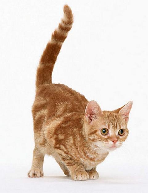 猫咪竖尾巴是什么意思,猫咪竖尾巴是什么意思蹭人呼吸声很重,猫的尾巴竖起来是表示什么？
