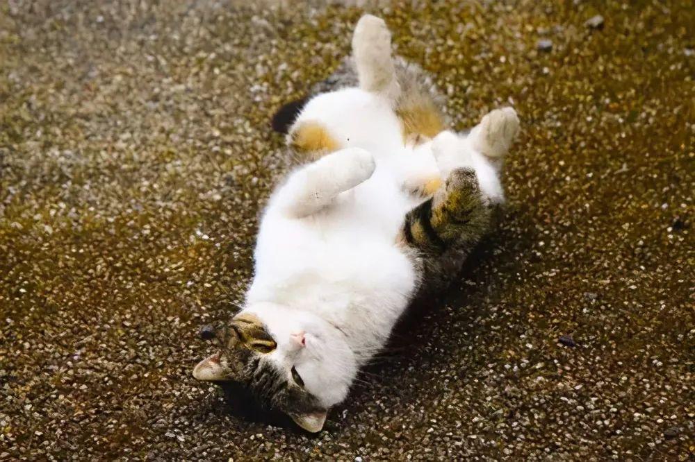 猫咪在地上打滚是想表达什么,,猫一直在地上打滚,是什么原因？