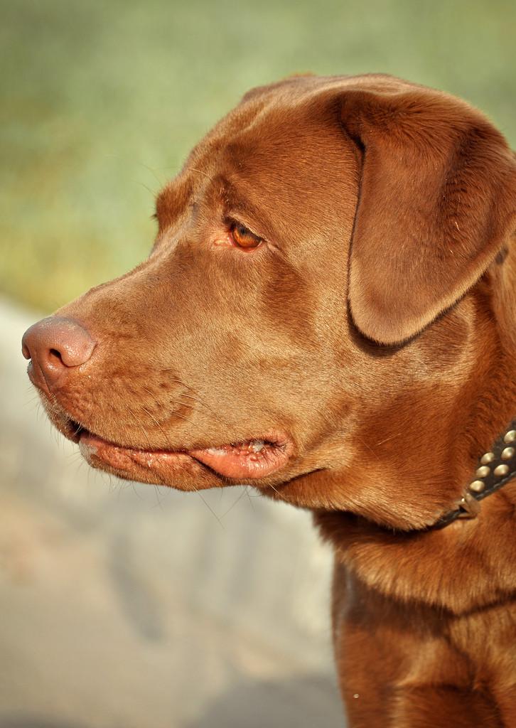 棕色拉布拉多,棕色拉布拉多犬图片,拉布拉多哪个国家的？