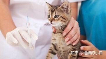 猫咪打疫苗多少钱一针,宠物医院给猫咪打疫苗多少钱一针,到宠物医院给猫打疫苗要花多少钱？
