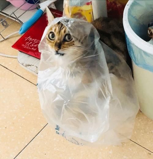猫咪吃塑料袋了怎么办,猫咪吃塑料了 最好的解决方法,急急急急急！我家猫猫吃了个塑料袋怎么办？