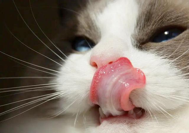 猫咪热的吐舌头怎么办,猫咪热的吐舌头怎么办也不在空调屋,猫咪吐舌头应激怎么办？