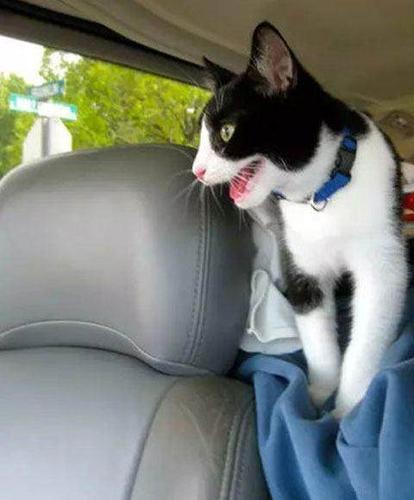 猫咪坐车一直叫怎么办,猫咪坐车一直叫怎么办?,猫在车上一直叫怎么办？