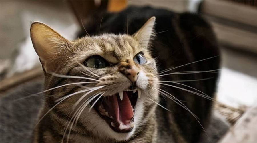 猫咪一直叫是什么意思,主人回家猫咪一直叫是什么意思,公猫一直在嚎叫是什么意思？