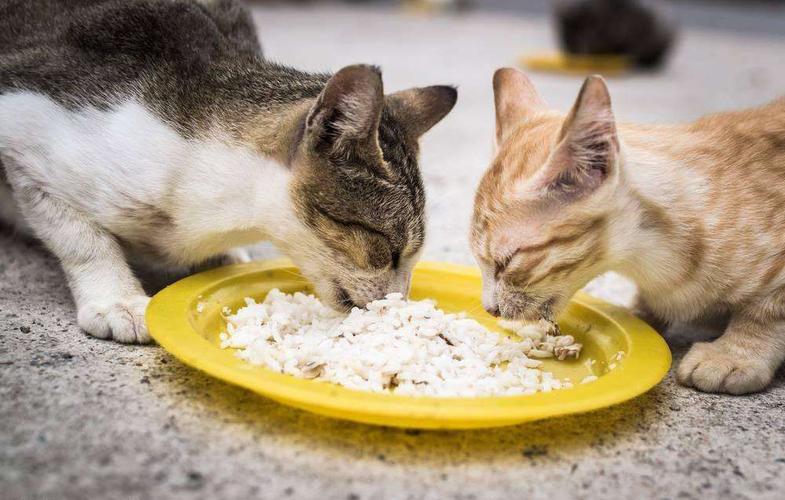 猫咪不吃米饭怎么办,猫咪不吃米饭怎么办呢,我的猫不吃米饭怎么办？