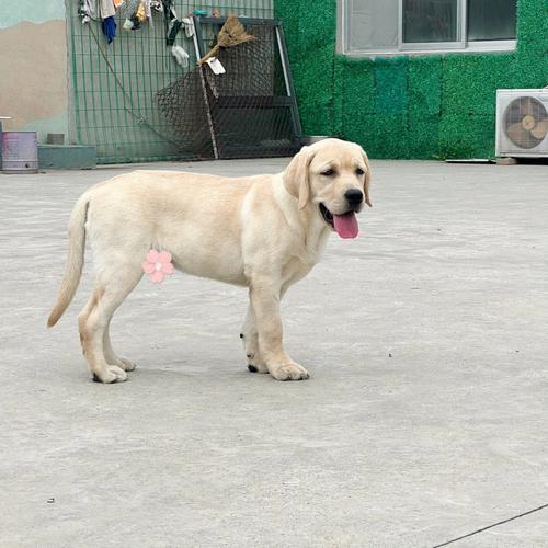 4个月的拉布拉多,4个月的拉布拉多体重多少正常,4个月的拉布拉多犬怎么训练？