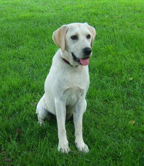 拉布拉多的缺点,拉布拉多的缺点有哪些,白色拉布拉多犬的优点和缺点？