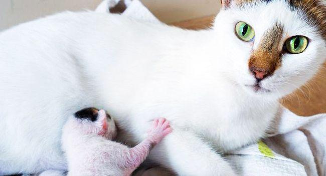 母猫为什么会吃掉仔猫,小猫20天了被母猫吃了,为什么母猫会吃小猫？