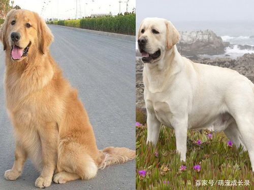 拉布拉多犬和金毛,拉布拉多犬和金毛有什么区别,拉布拉多犬和金毛犬的区别？