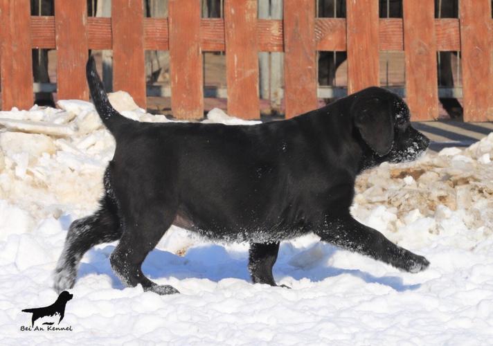 黑色拉布拉多犬图片,黑色拉布拉多犬图片 幼犬,黑色拉布拉有几种？