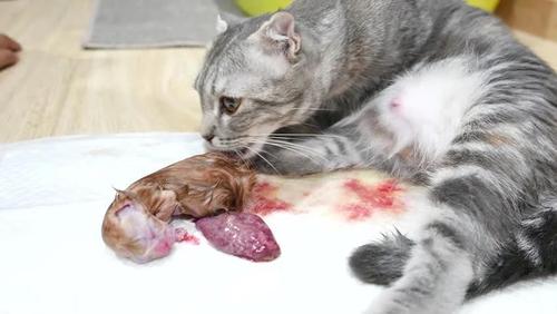 母猫不吃胎盘怎么办,母猫一直不咬脐带怎么办,猫咪的胎盘怎么喂养给母猫？