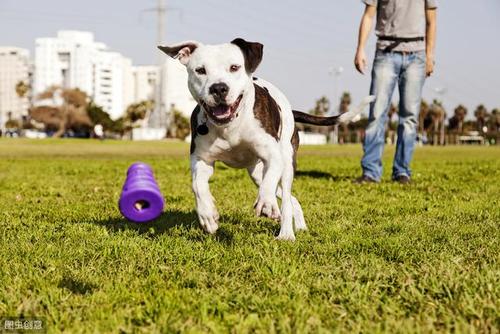 狗狗如何训练,狗狗如何训练定点大小便,成年的狗狗还可以训练吗？