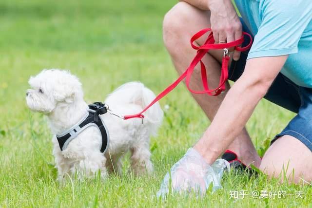 狗如何训练,狗如何训练定点大小便,幼犬训练方法？