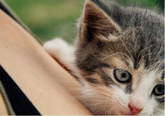 如何养小猫,如何养小猫咪要注意什么,怎么养小猫？