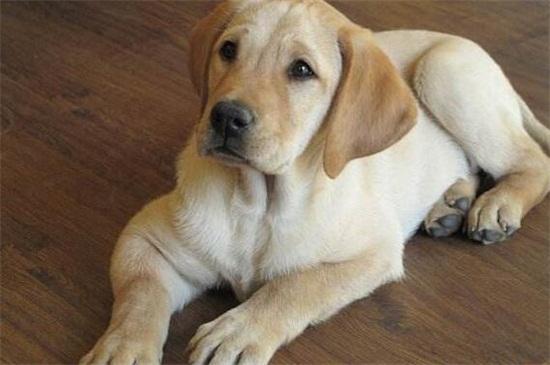 怎样训练拉布拉多犬,怎样训练拉布拉多犬能听懂人话,一年拉布拉多犬训练方法？
