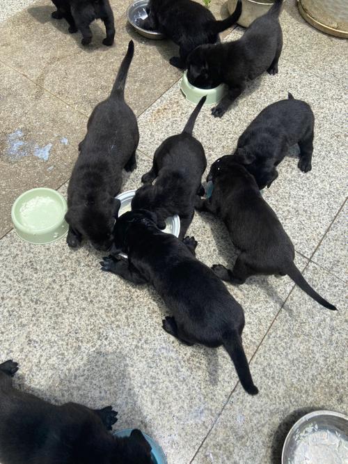 拉布拉多黑色幼犬图片,拉布拉多黑色幼犬图片大全,家里有只拉布拉多黑色幼犬，母狗。求给狗狗起个好听的名字？
