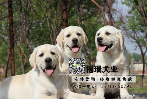 北京拉布拉多犬舍,北京拉布拉多犬舍排名,大北京拉布拉多是什么意思？