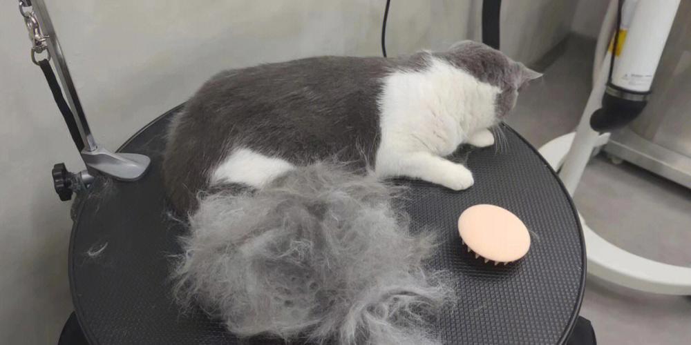如何处理猫毛,养猫如何处理猫毛,怎样去除家里衣服上的猫毛？