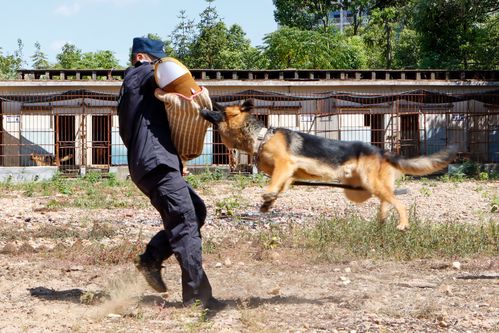 警犬如何训练,警犬如何训练吠叫,警犬随行训练以及注意的问题？