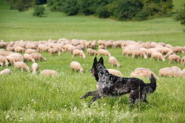 牧羊犬如何训练,牧羊犬如何训练放羊教学视频,牧羊犬怎么训练放牛？