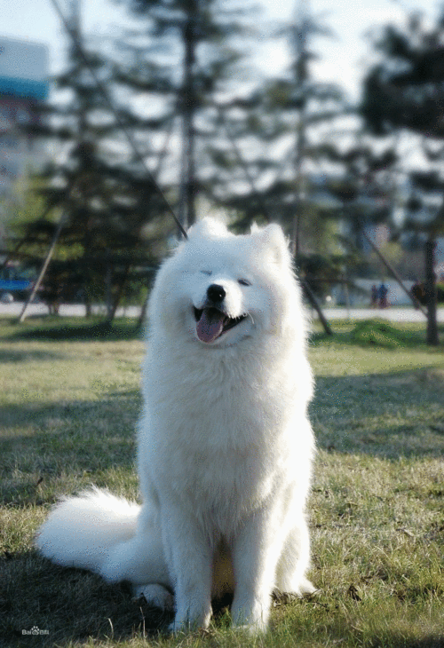 如何训练萨摩耶,如何训练萨摩耶狗狗在固定地点大小便,怎么训练萨摩耶犬？
