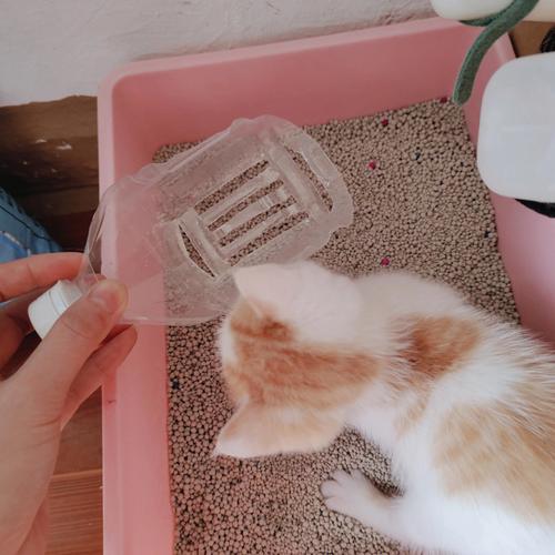 如何自制猫砂,如何自制猫砂铲,猫砂配方？