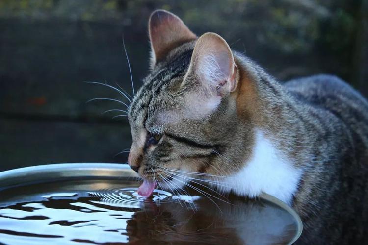 如何让猫喝水,如何让猫喝水时下巴不沾水,不在家怎么喂猫喝水？