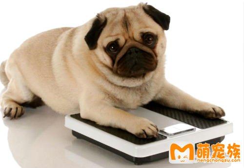 狗狗如何增肥,狗狗如何增肥快,狗狗太瘦吃什么增肥？