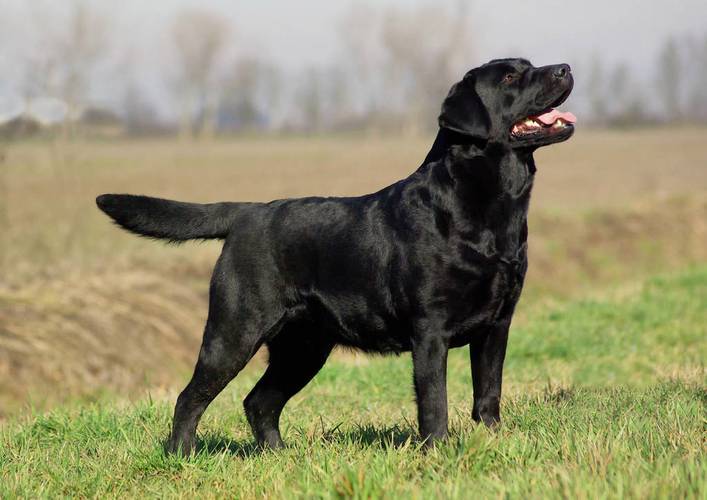 拉布拉多犬图片价格表,拉布拉多犬图片价格表 黑色,拉布拉多犬300一只贵吗，不是纯种的？