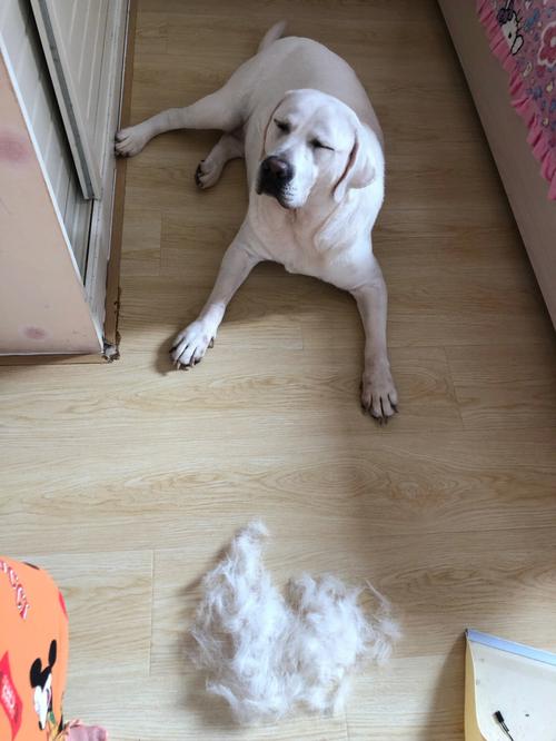 拉布拉多会掉毛吗,十大最干净最好养的狗,拉布拉多掉毛吗？