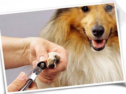 如何给狗狗剪指甲,如何给狗狗剪指甲不伤到血线,自己该如何帮狗狗剪指甲，用什么工具？剪的时候要注意些什么？