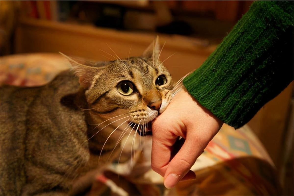 如何与猫交流,如何与猫交流沟通?,怎么跟猫交流对话？