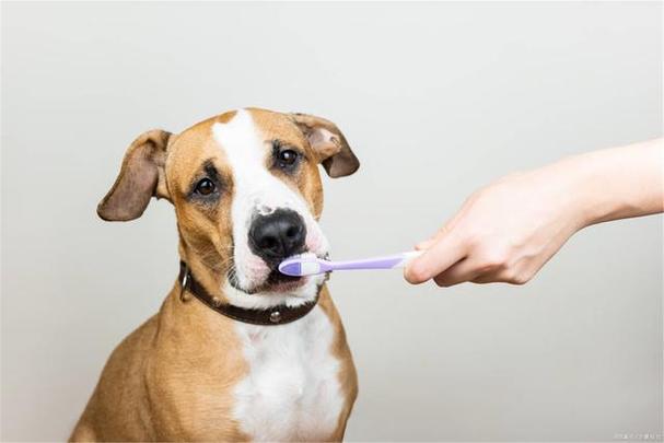 如何给狗刷牙,如何给狗刷牙视频,怎么给狗狗刷牙以及方法？