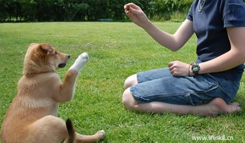 如何训练狗狗听话,如何训练狗狗听话 学会这个就简单了,怎样才能让狗狗听话？
