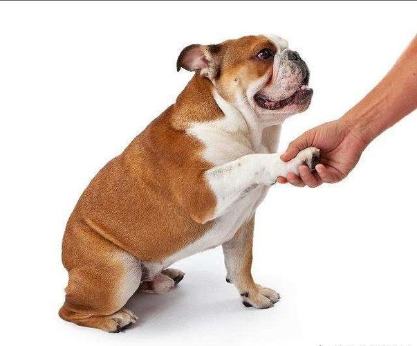 如何教狗握手,如何教狗握手的方法,怎么训练狗狗坐下和握手？