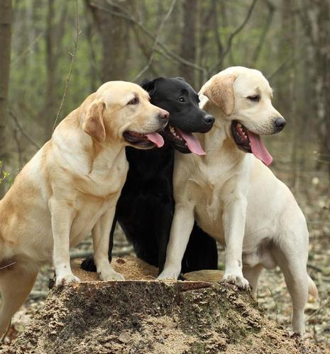 拉布拉多是猎犬吗,金毛和拉布拉多是猎犬吗,拉布拉多是猎犬吗