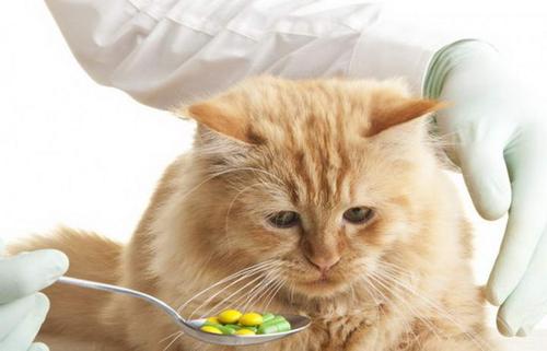 如何给小猫喂药,如何给小猫喂药片,怎么给猫咪喂药？