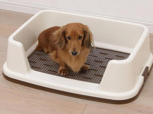 如何训练小狗上厕所,如何训练小狗去卫生间大小便,怎么能训练狗狗上厕所？