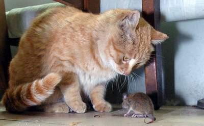 如何让猫抓老鼠,如何让猫抓老鼠不吃老鼠,给小猫剪指甲那它该怎么抓老鼠？