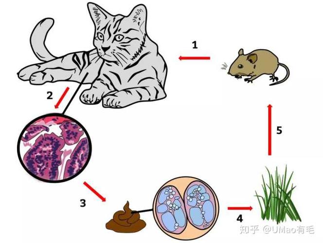 猫如何感染弓形虫,猫如何感染弓形虫病毒,猫咪弓形虫是通过什么途径传播？